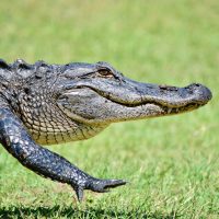 An,American,Alligator,Walking,Back,Towards,The,Water,At,The