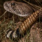 Rattlesnake Rattlesnake