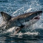 Shark