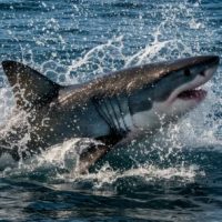 Shark Shark